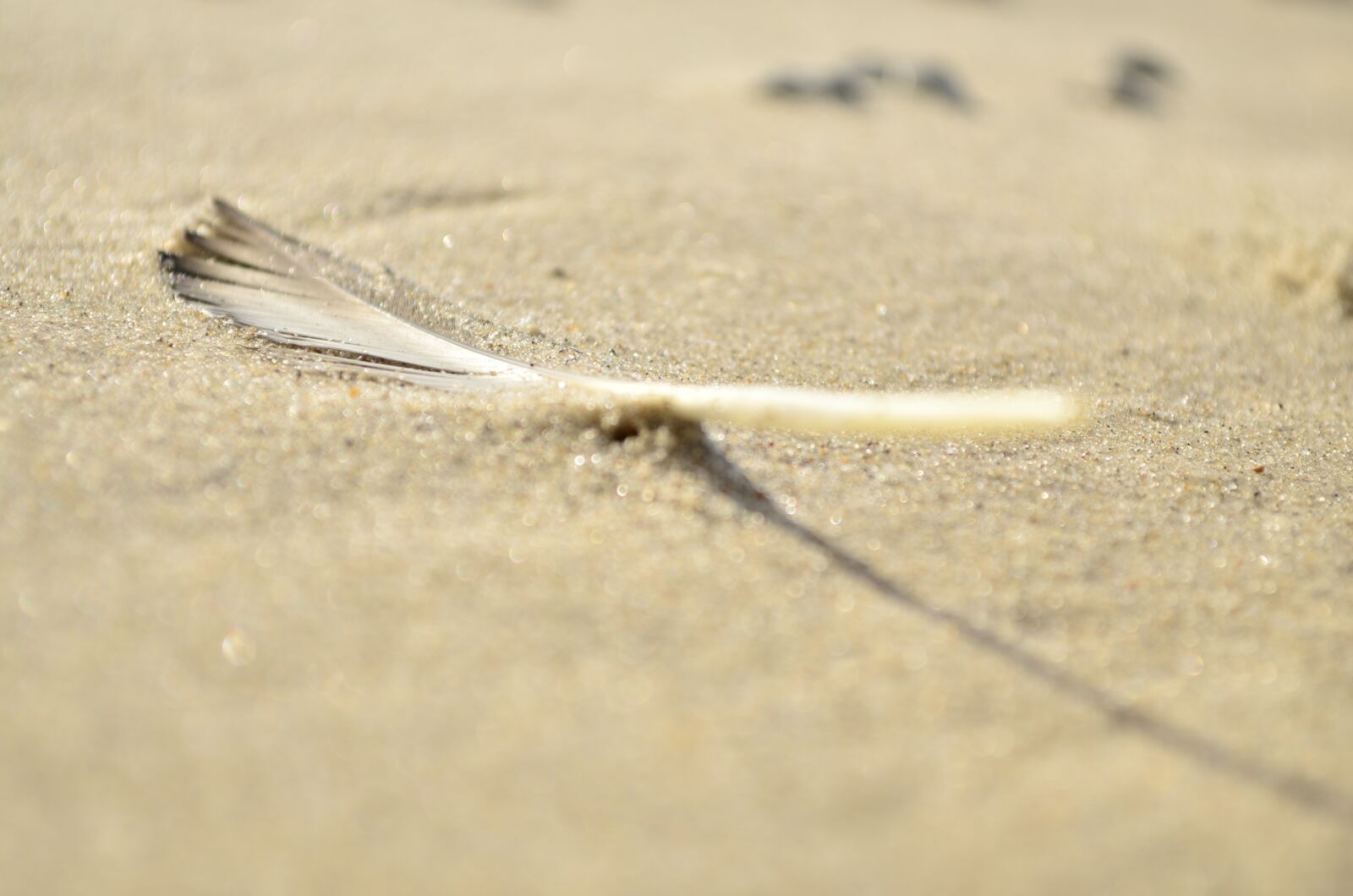 Nikon D5100 sample photo. Sea, beach, feather photography