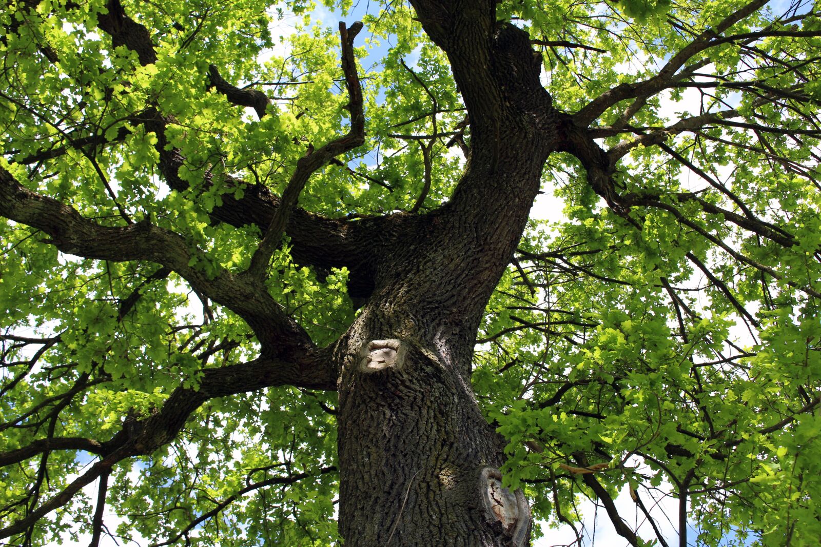 Canon EOS 700D (EOS Rebel T5i / EOS Kiss X7i) sample photo. Tree, nature, leaf photography