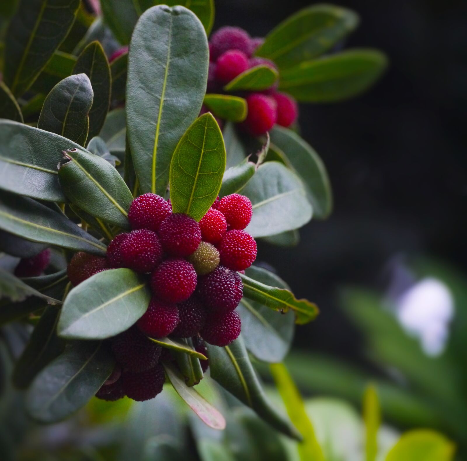 Panasonic Lumix DMC-GX1 sample photo. Myrica rubra, madro o photography