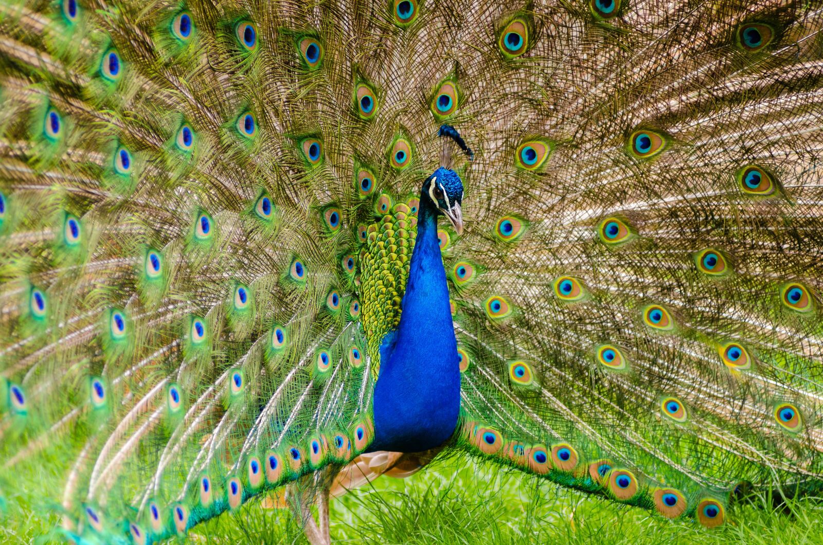 Nikon D7000 sample photo. Animal, beautiful, bird photography