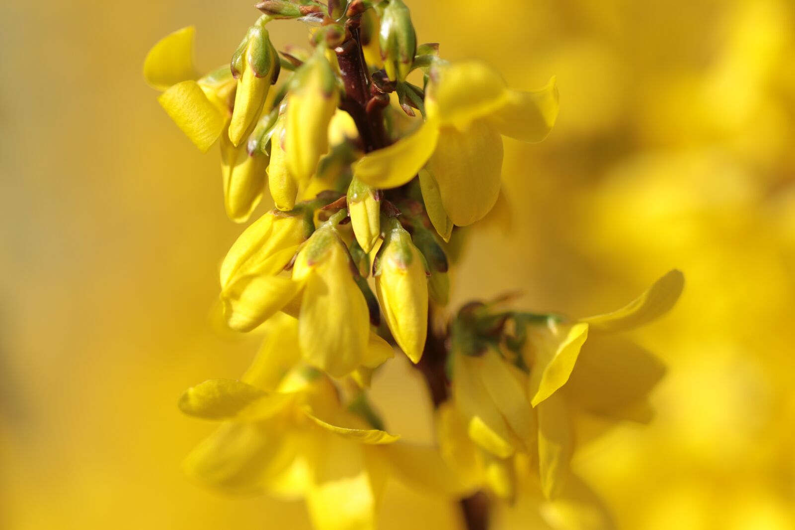 Canon EF 100mm F2.8L Macro IS USM sample photo. Flowers, forsythia, chinese bellflower photography