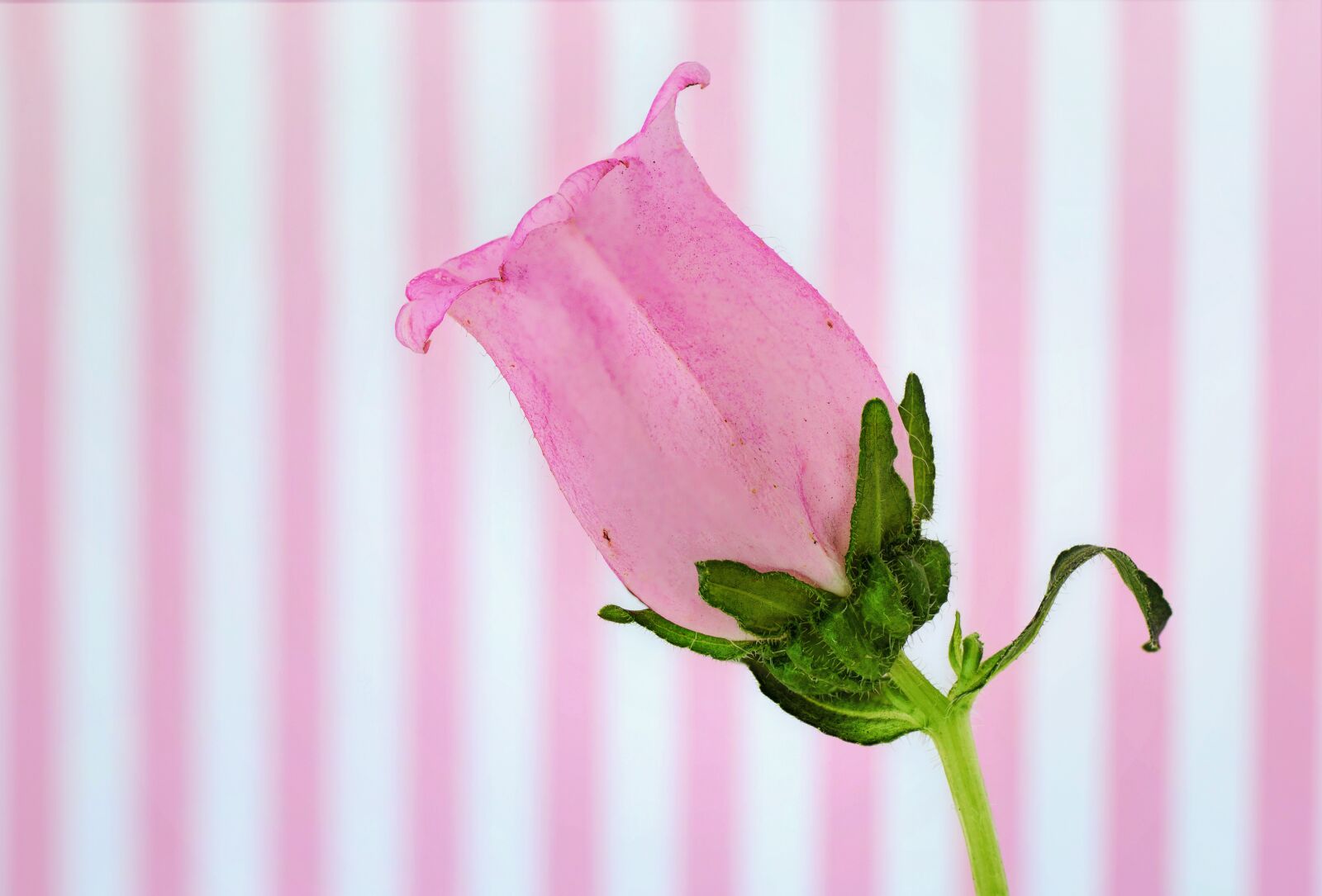 Canon EOS 5D Mark III sample photo. Pink, bud, pink stripes photography