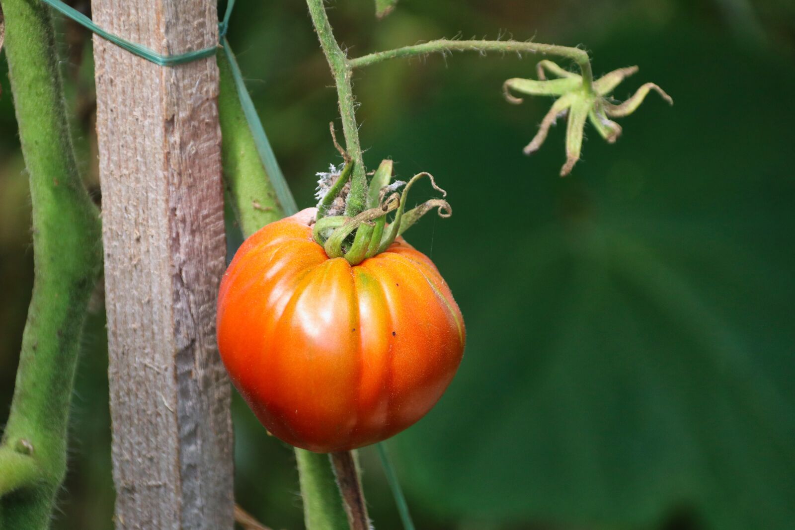 Canon EOS 80D sample photo. Tomato, vegetables, food photography