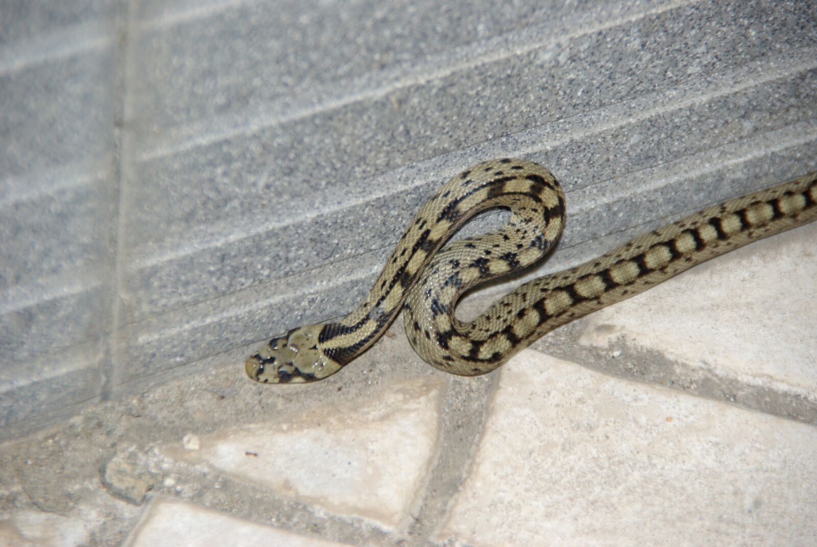 Pentax K10D sample photo. The ladder snake, snake photography