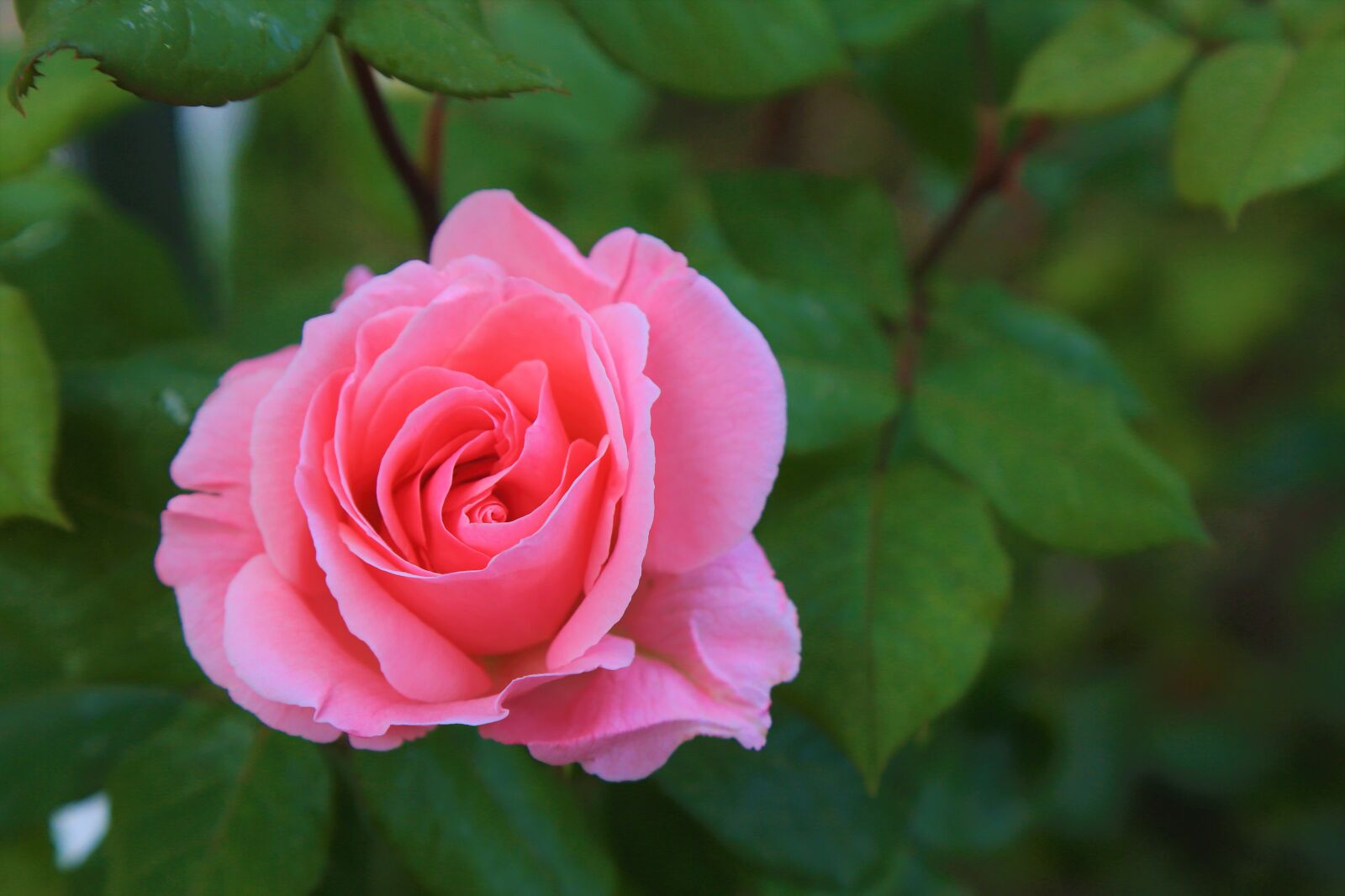 Canon EF 24-105mm F4L IS USM sample photo. Rose, pink, nature photography