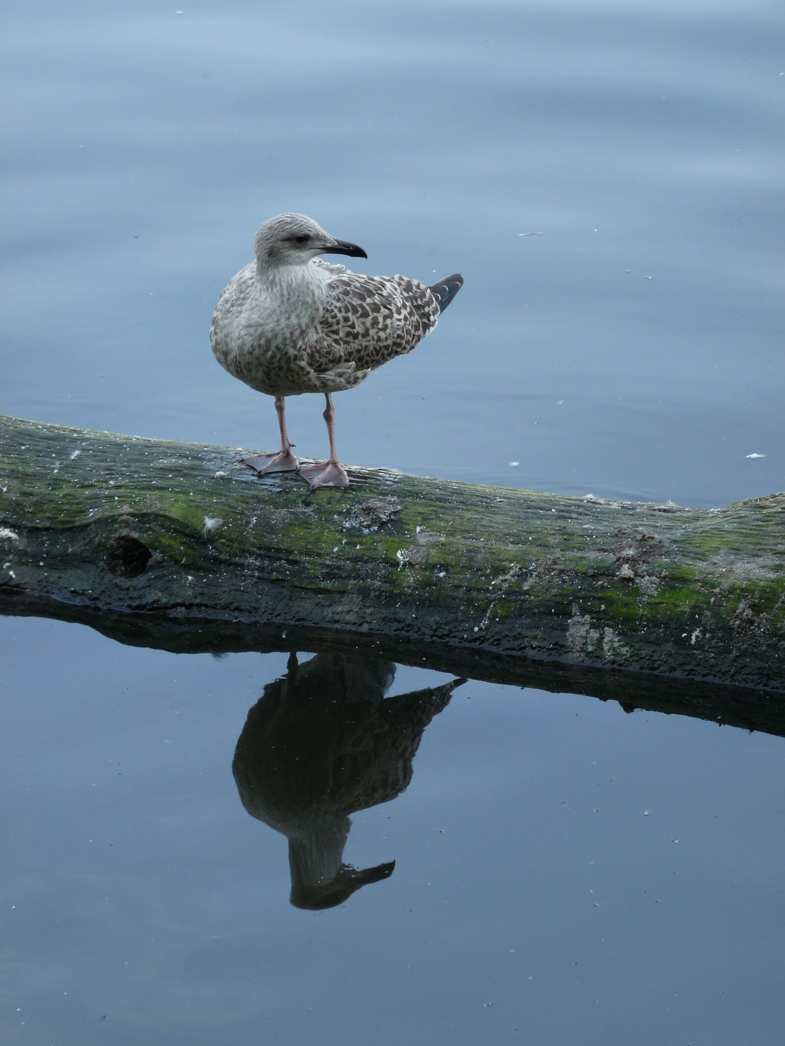 Panasonic Lumix DMC-FZ28 sample photo. Gull, water, mirroring photography