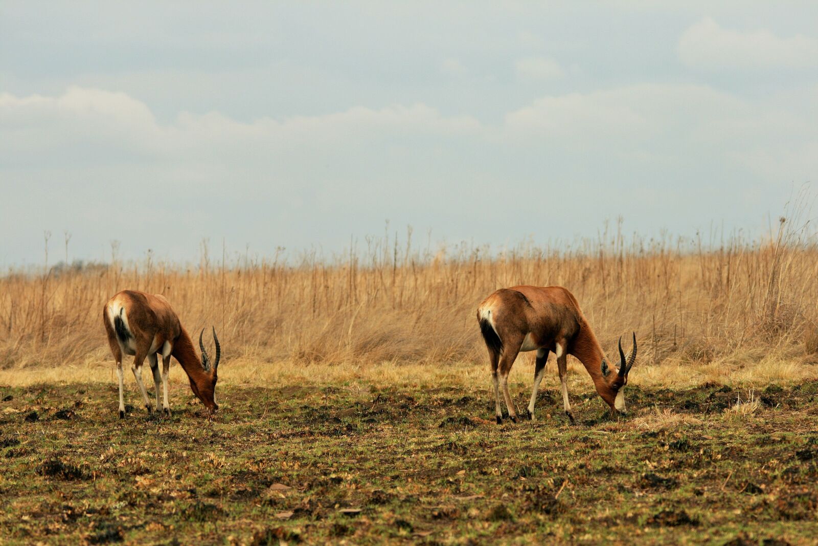 Canon EOS 400D (EOS Digital Rebel XTi / EOS Kiss Digital X) sample photo. Blesbok, antelope, animal photography