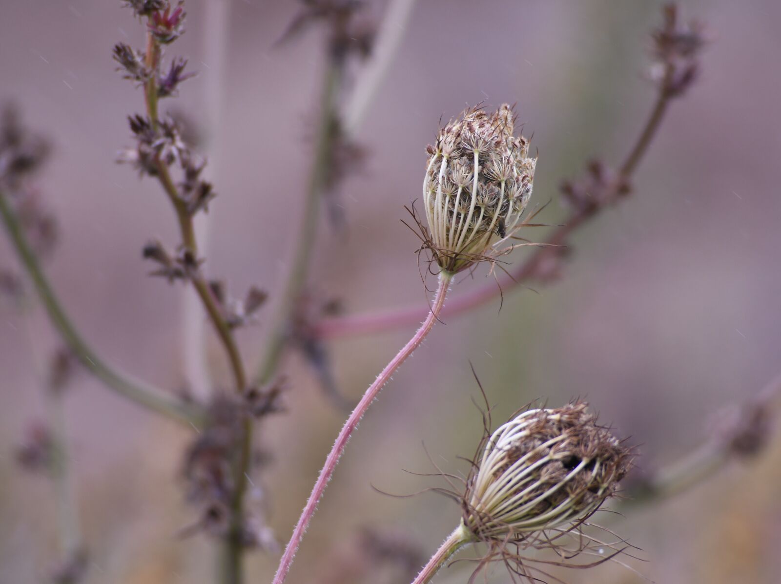 Nikon D500 sample photo. Schermbloemen, flora, nature photography