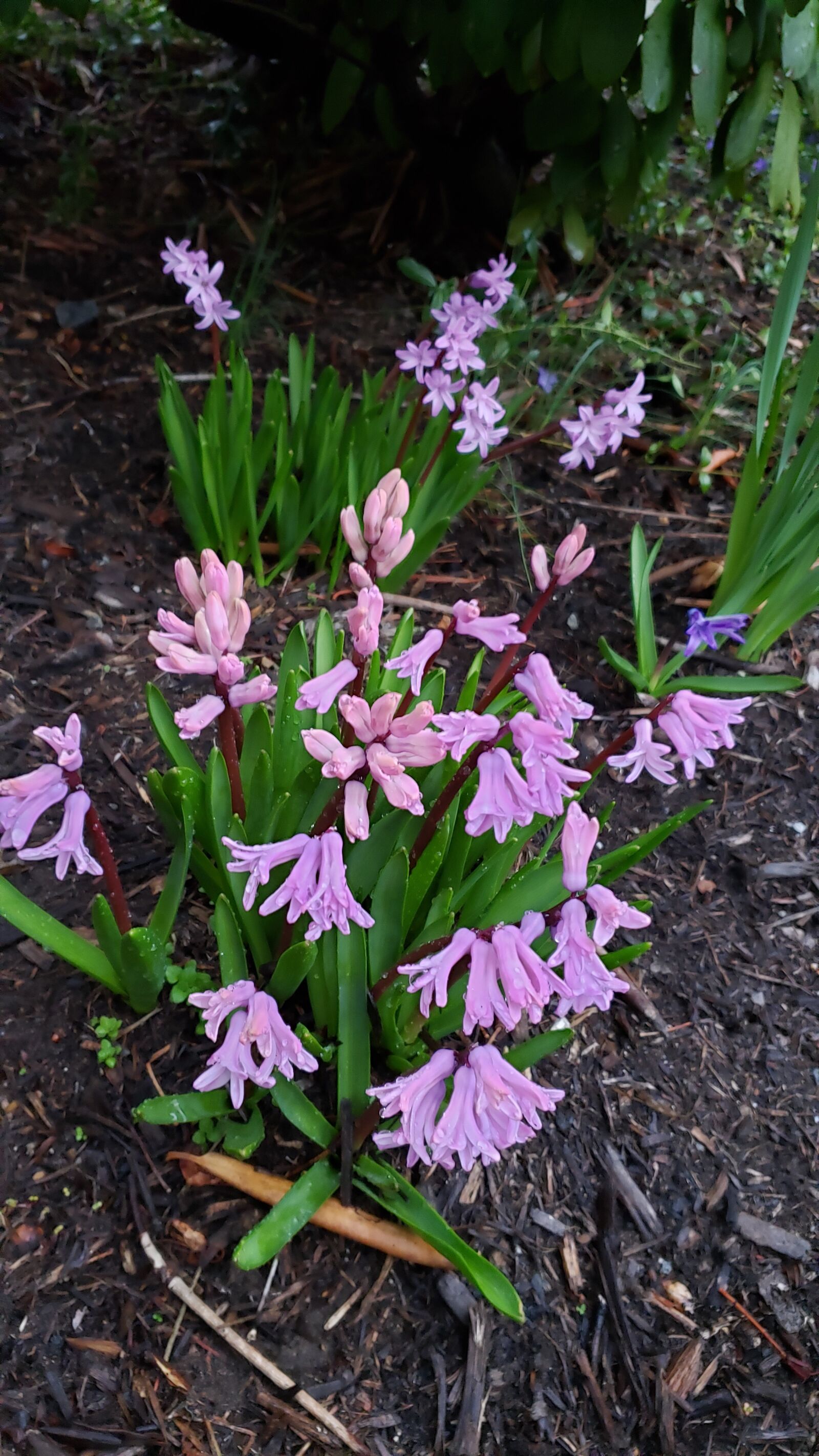 Samsung Galaxy Note9 sample photo. Spring, flower, plant photography