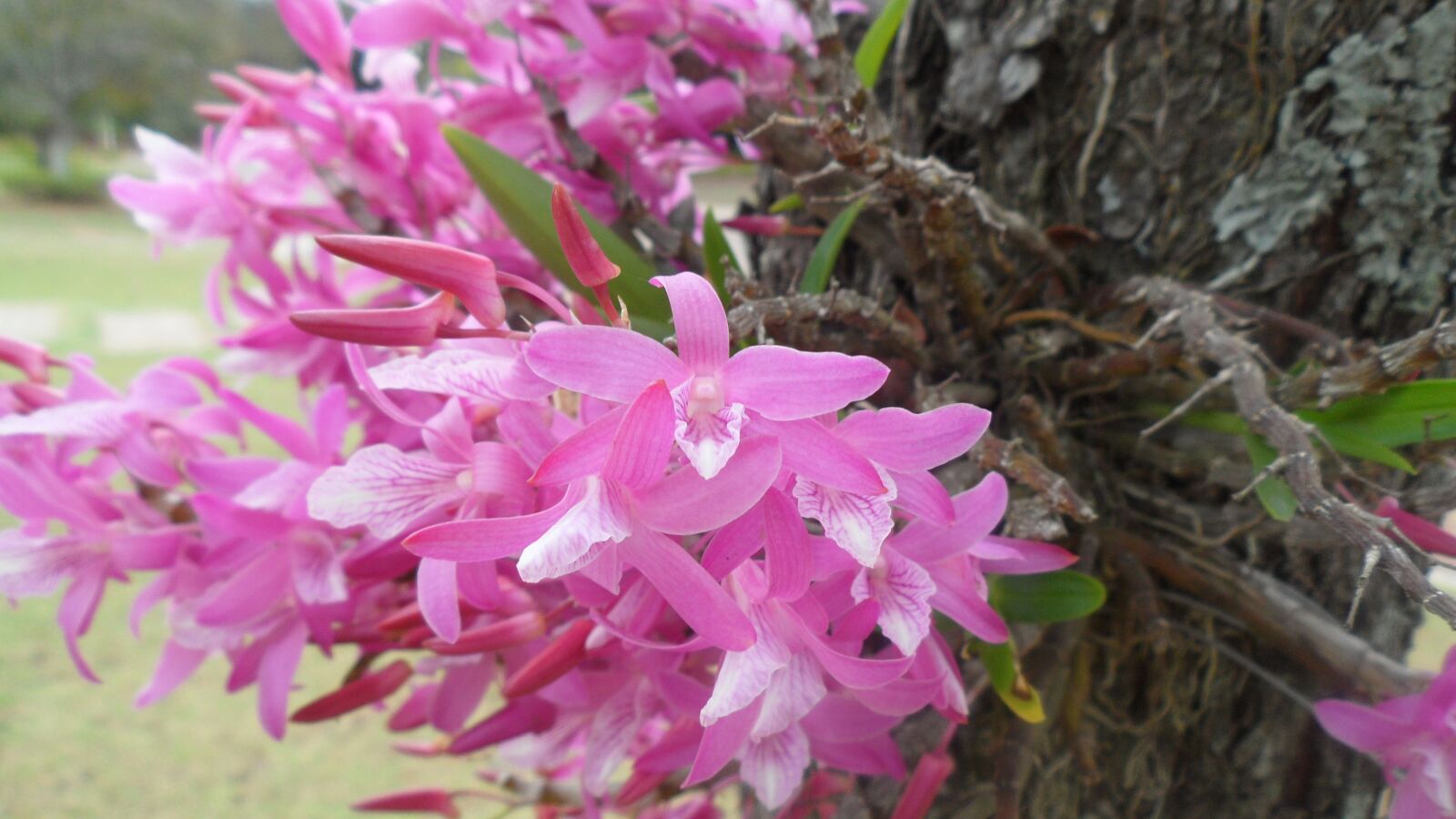 Samsung VLUU ST5500, ST5500, CL80 sample photo. Orchid, garden, nature photography