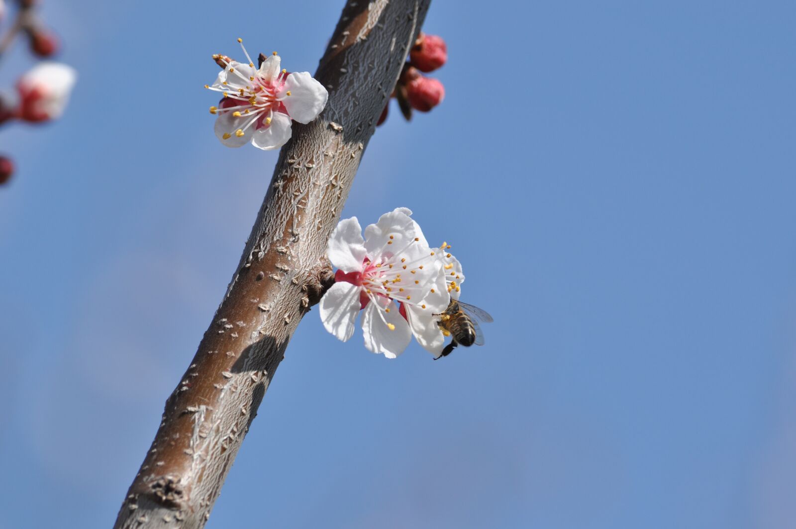 Nikon D5000 sample photo. Tree, bloom, garden photography