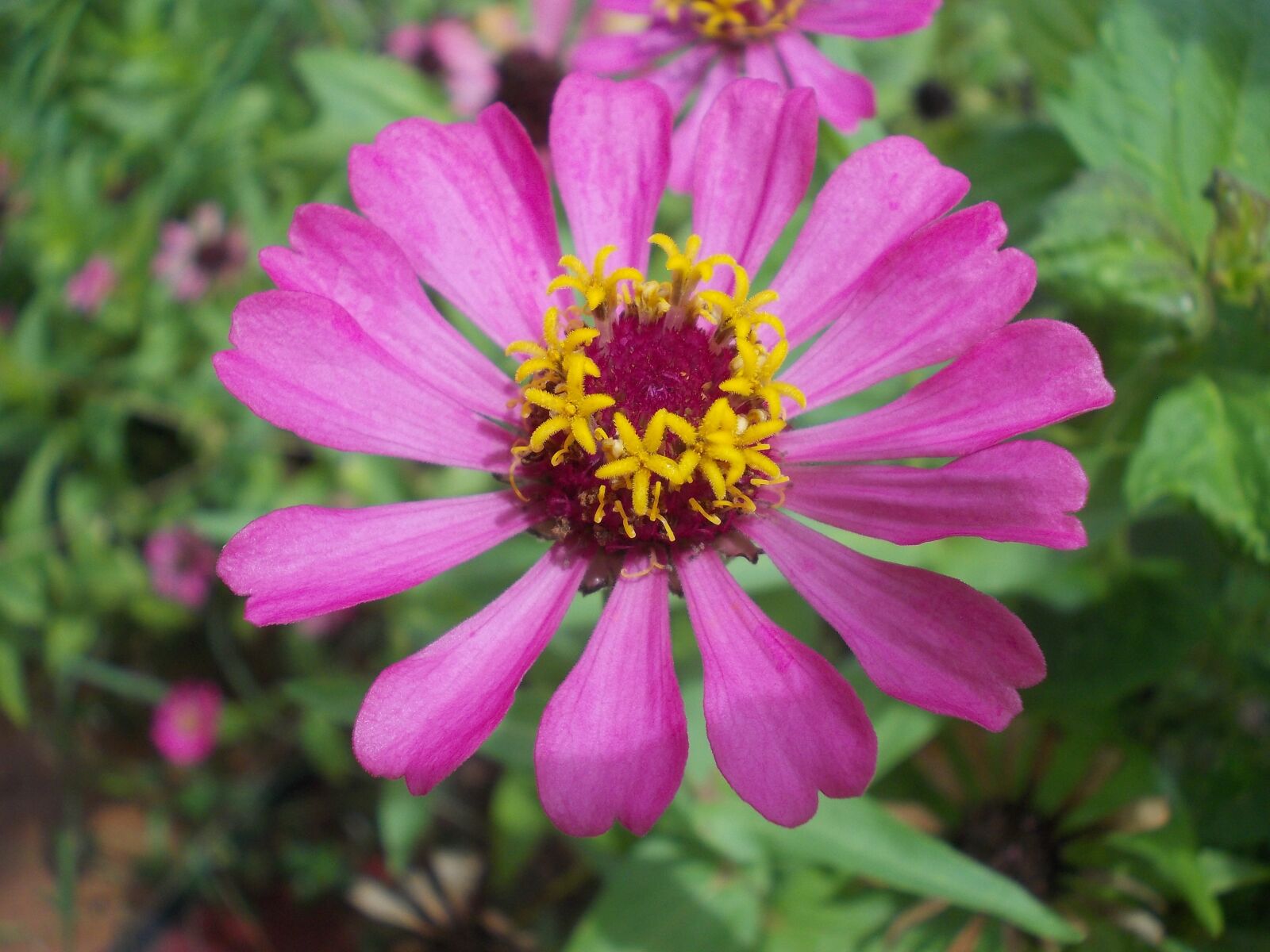 Nikon COOLPIX L25 sample photo. Zinnia, pink, purple photography