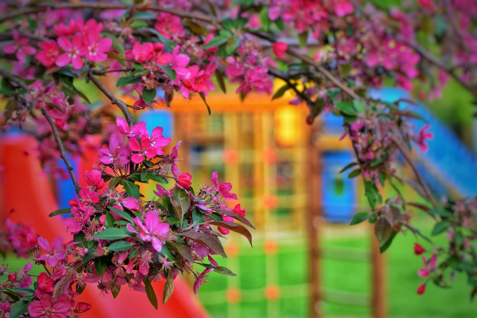 Nikon D5300 sample photo. Nature, flower, blooms at photography