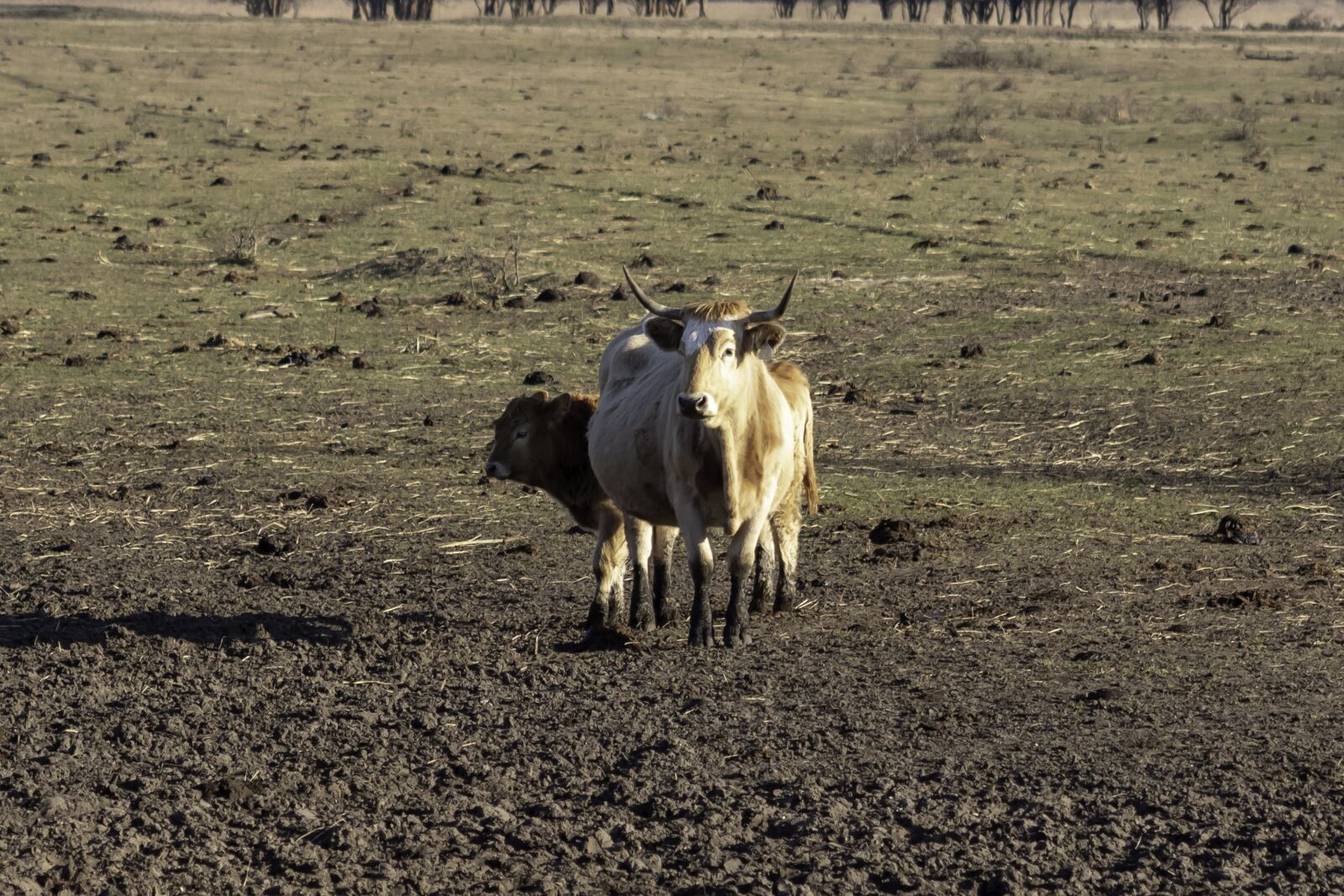 Canon EF75-300mm f/4-5.6 sample photo. Grey cattle, cattle, cow photography