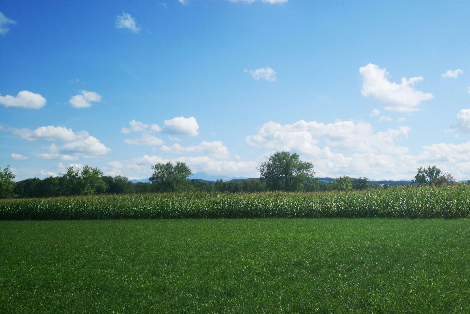 HUAWEI CLT-L29 sample photo. Meadow, grass, grass surface photography