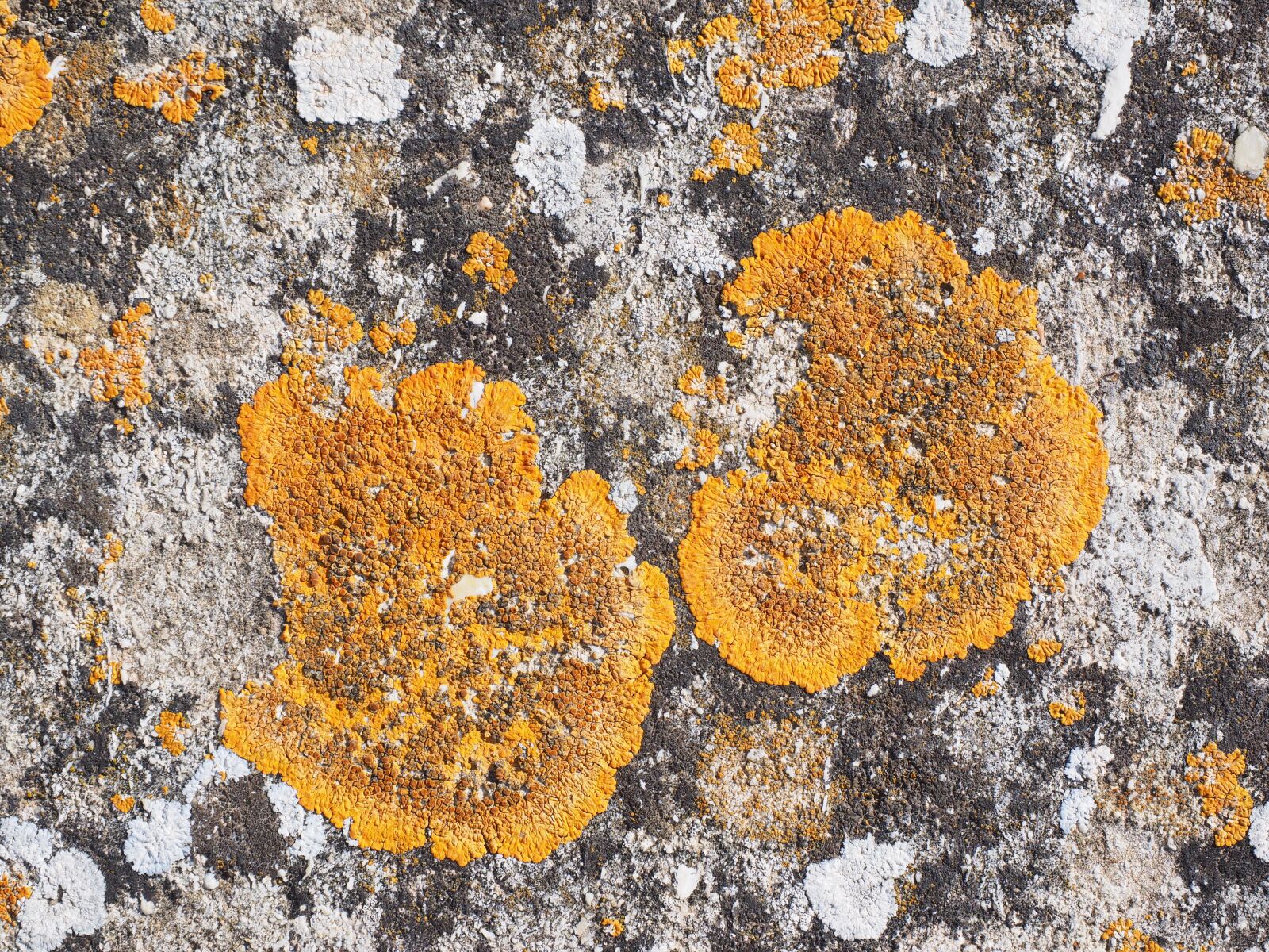 Olympus OM-D E-M1 + Olympus M.Zuiko Digital ED 12-40mm F2.8 Pro sample photo. Ordinary gelbflechte, xanthoria parietina photography
