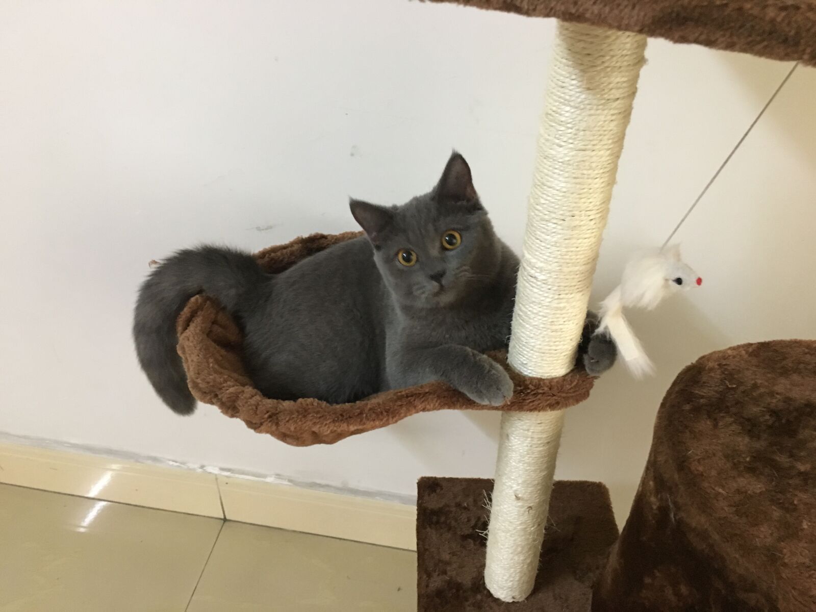 Apple iPhone 6s sample photo. Cat, blue cat, british photography