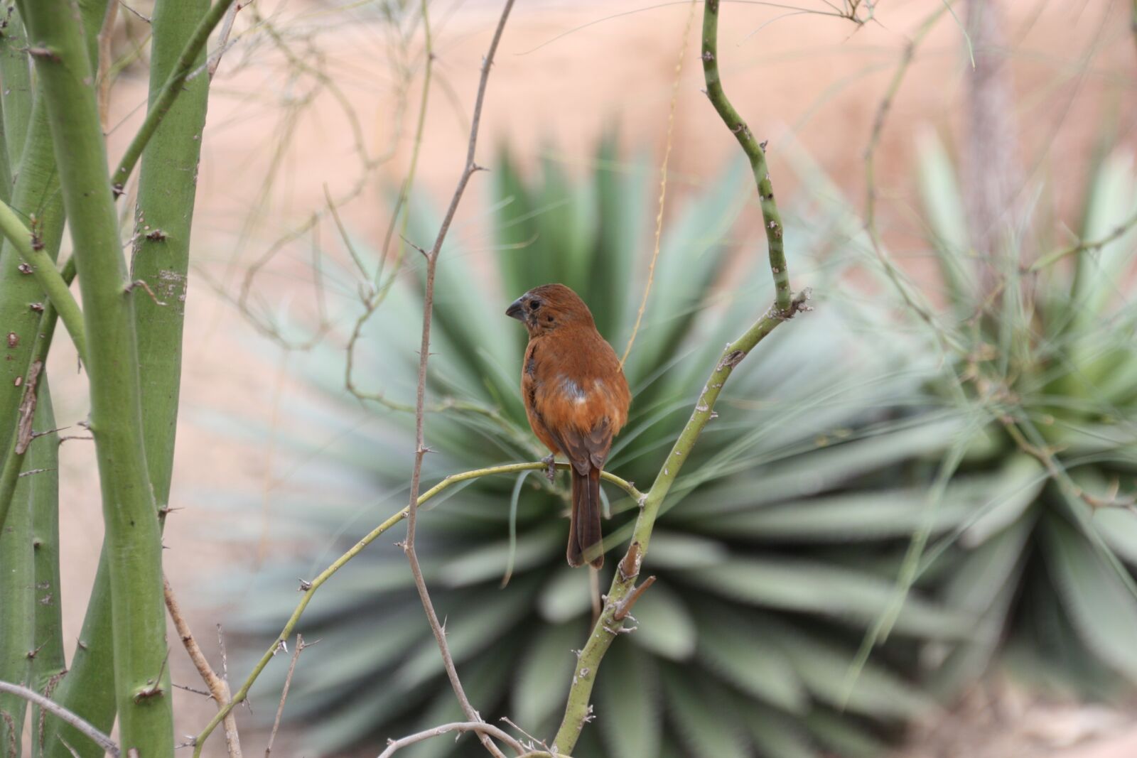 Canon EOS 450D (EOS Rebel XSi / EOS Kiss X2) sample photo. Bird, nature, exotic bird photography