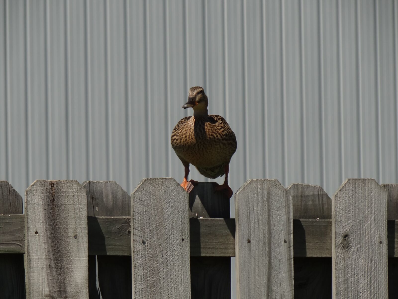 Sony Cyber-shot DSC-HX100V sample photo. Bird, duck, wild photography