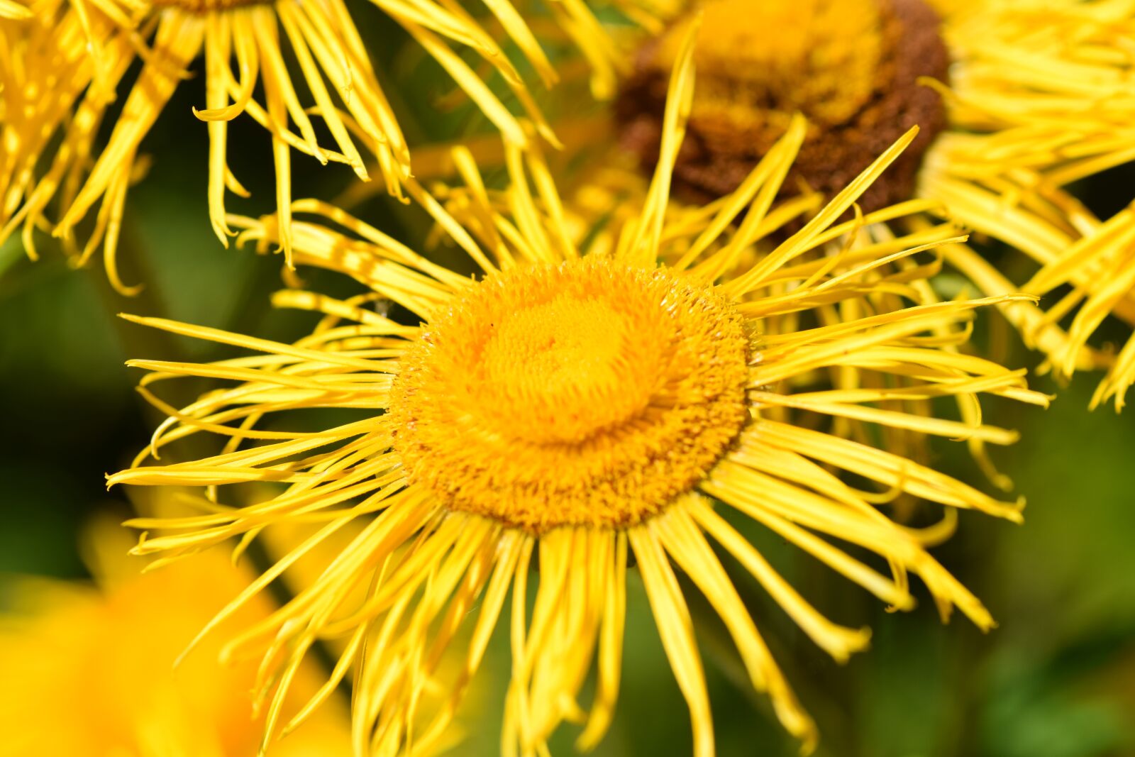 Nikon D5300 sample photo. Flower, yellow, garden photography