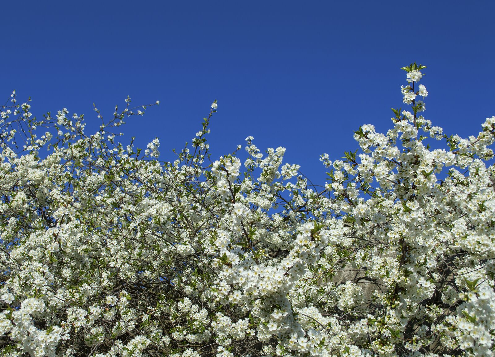 Nikon D3200 sample photo. Sky, trees, bloom photography