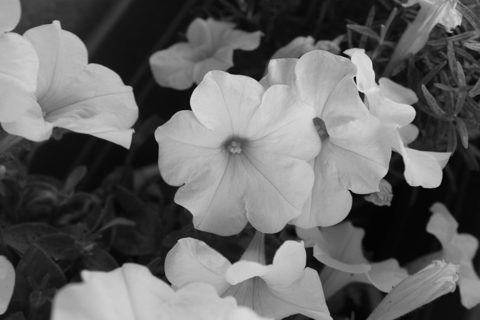Canon EOS 600D (Rebel EOS T3i / EOS Kiss X5) sample photo. Flowers, nature, black photography