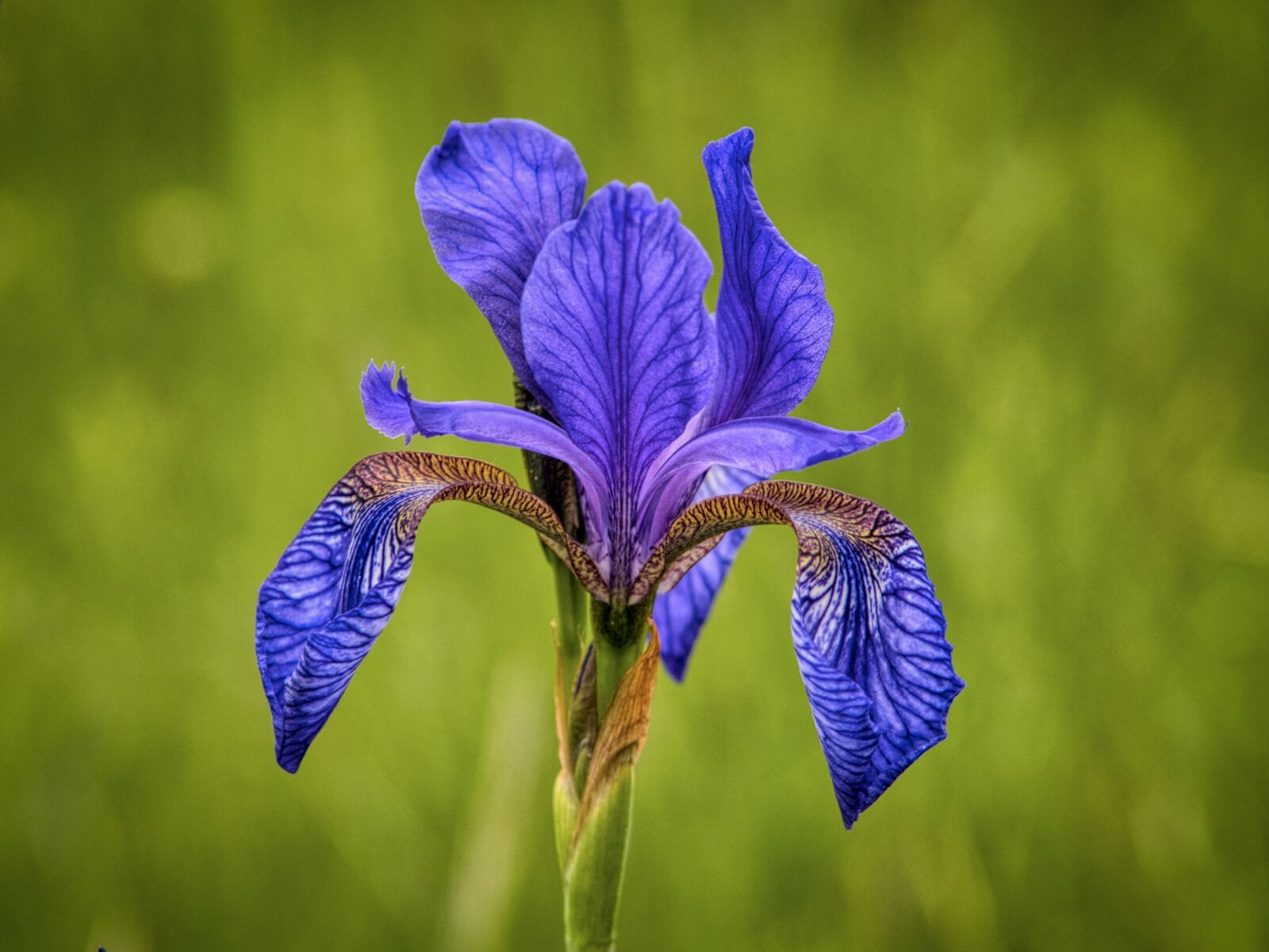 Nikon D7500 sample photo. Siberian schwertlilie, iris, wild photography