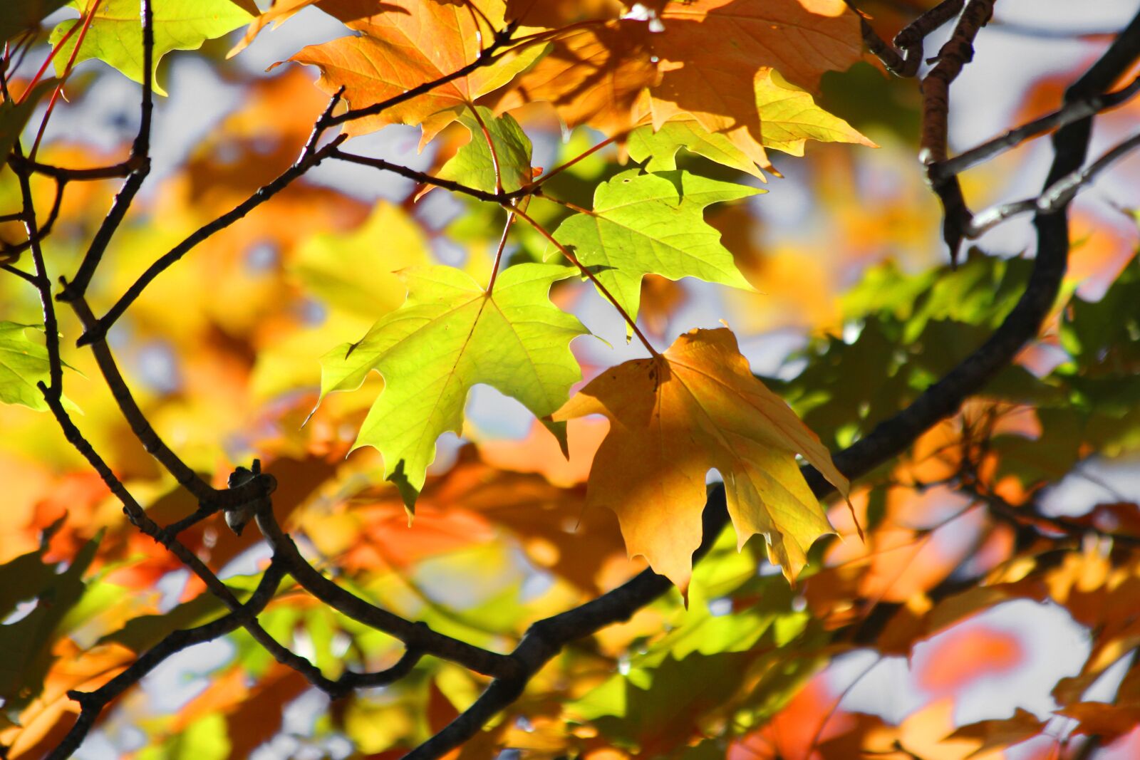Canon EF 70-300mm F4-5.6 IS USM sample photo. Fall, autumn, orange photography