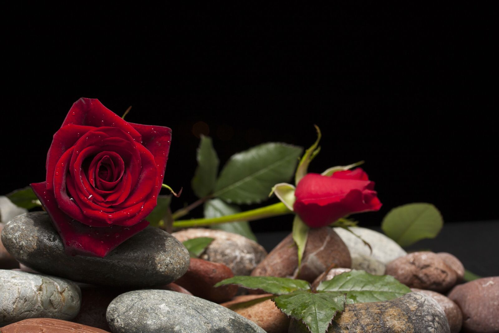 Canon EOS 40D sample photo. Rose, love, flower photography