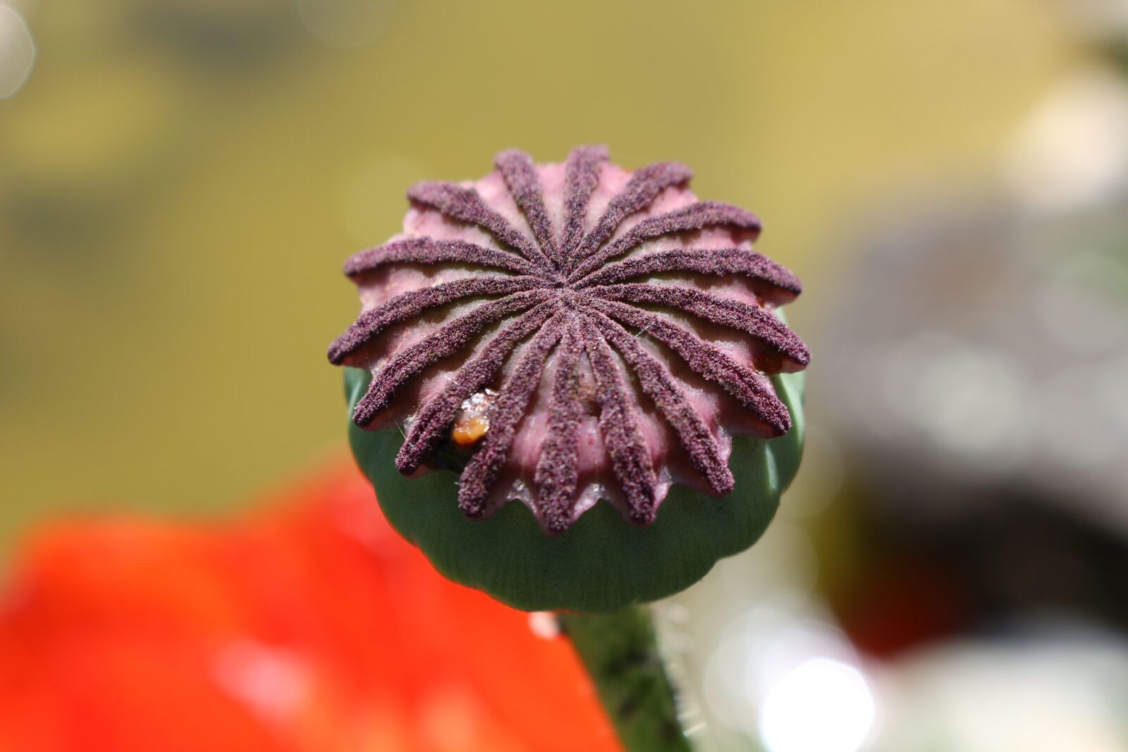 Canon EOS 700D (EOS Rebel T5i / EOS Kiss X7i) sample photo. Poppy, plant, klatschmohn photography