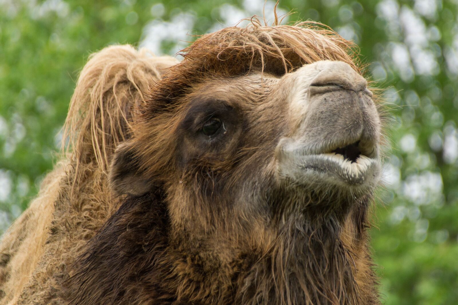 Sony SLT-A77 sample photo. Camel, zoo, animal photography