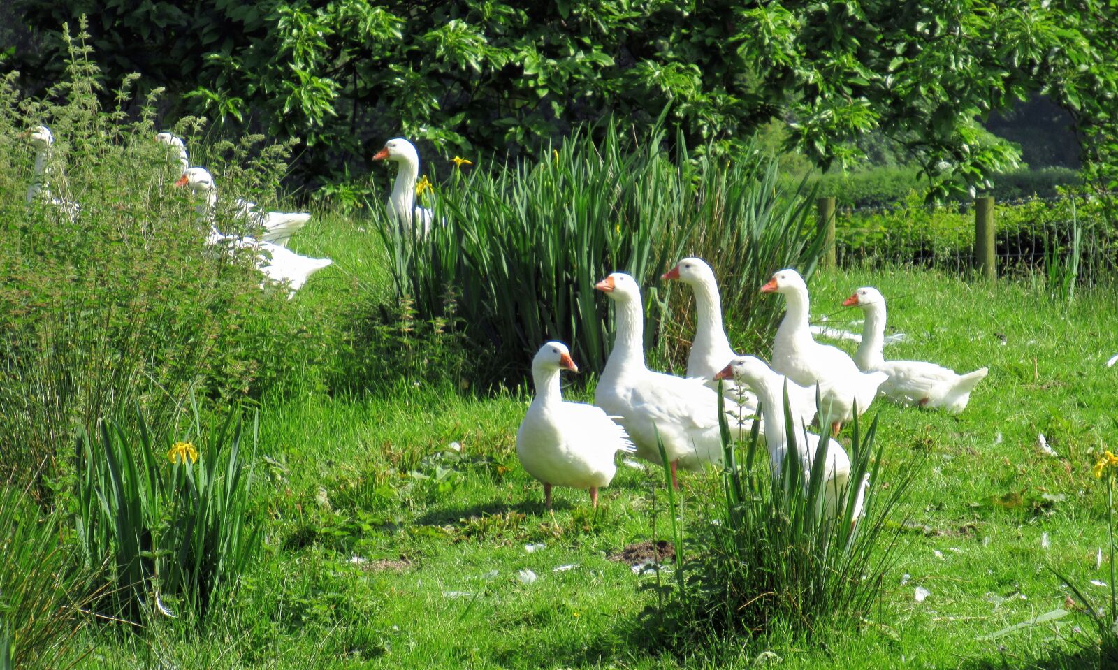 Canon PowerShot SX620 HS sample photo. Geese, farm, wales photography