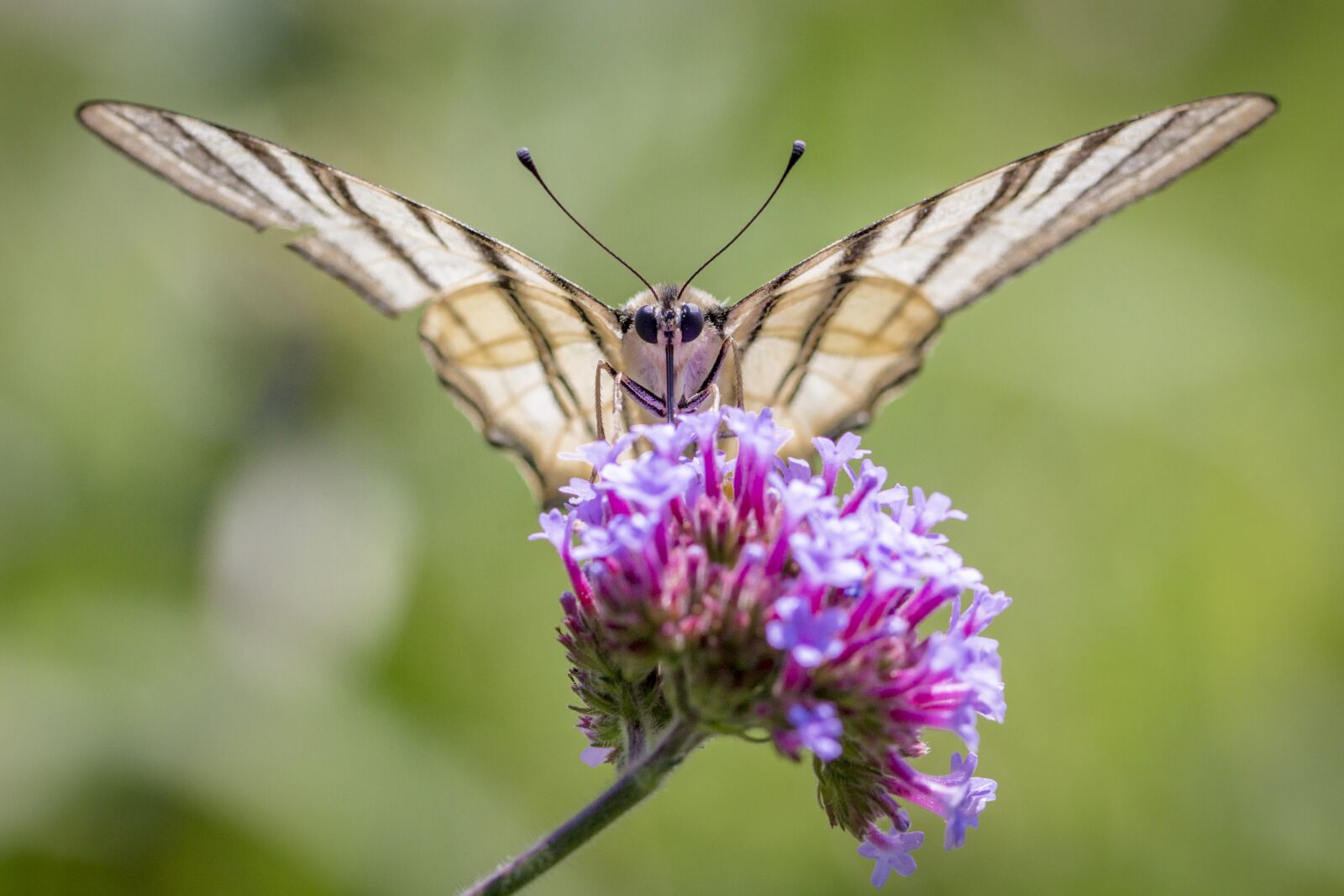 Canon EOS 70D sample photo. Butterfly, scarce swallowtail, insect photography