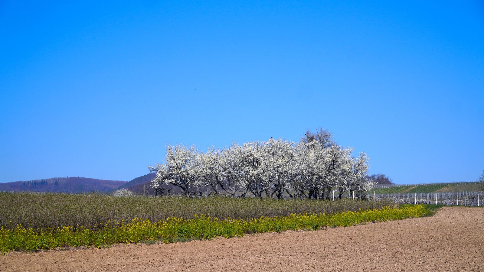 Sony E PZ 18-105mm F4 G OSS sample photo. Landscape, trees, blossom photography