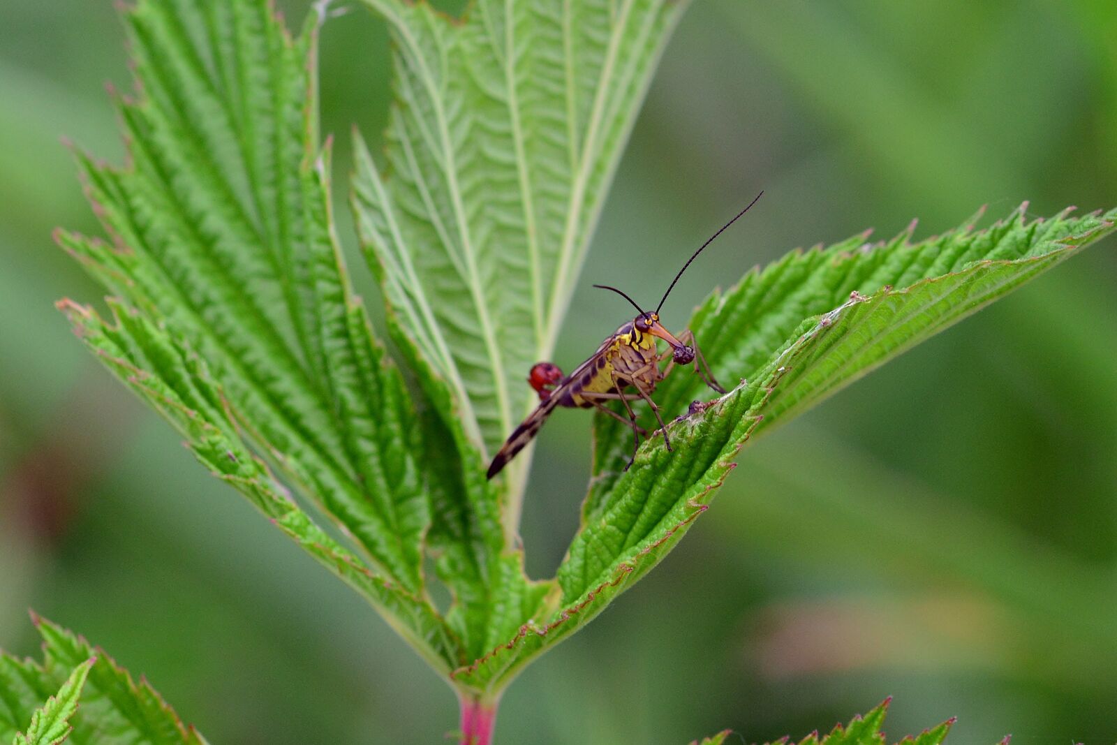 Nikon D5200 sample photo. Communis, insect, meadow photography