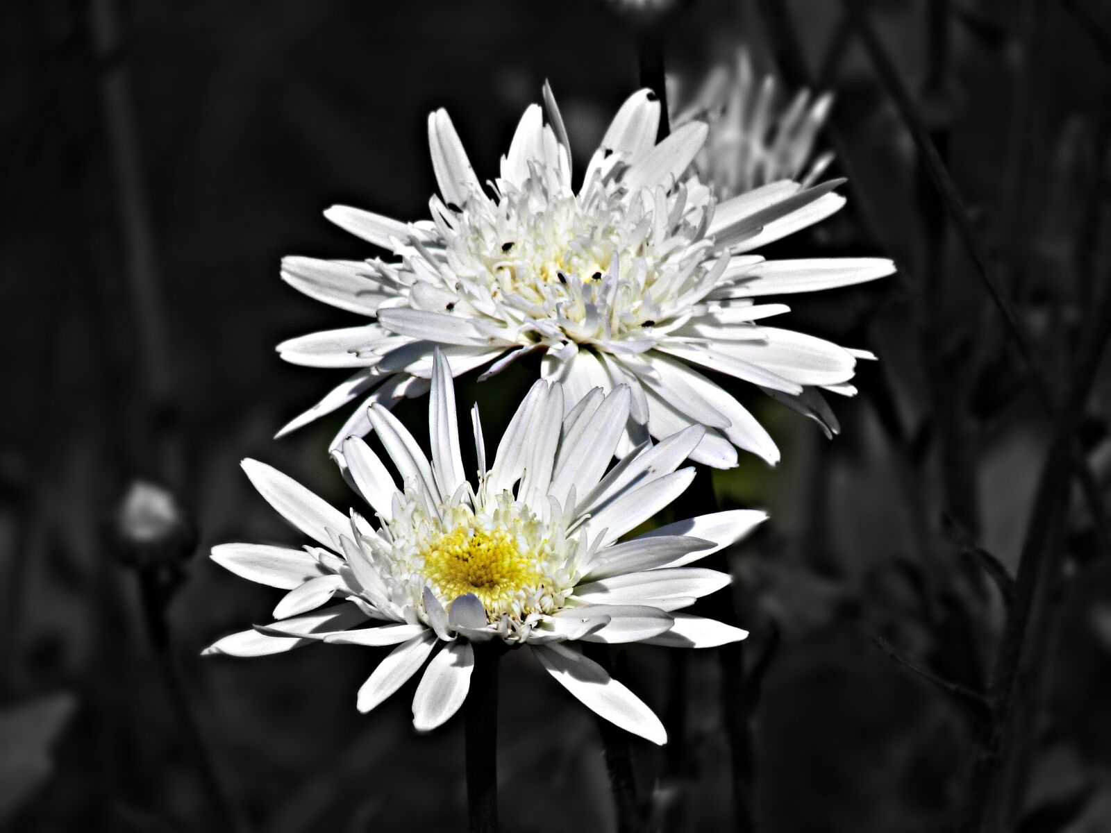 Canon PowerShot SX30 IS sample photo. Flower, flowers, black photography