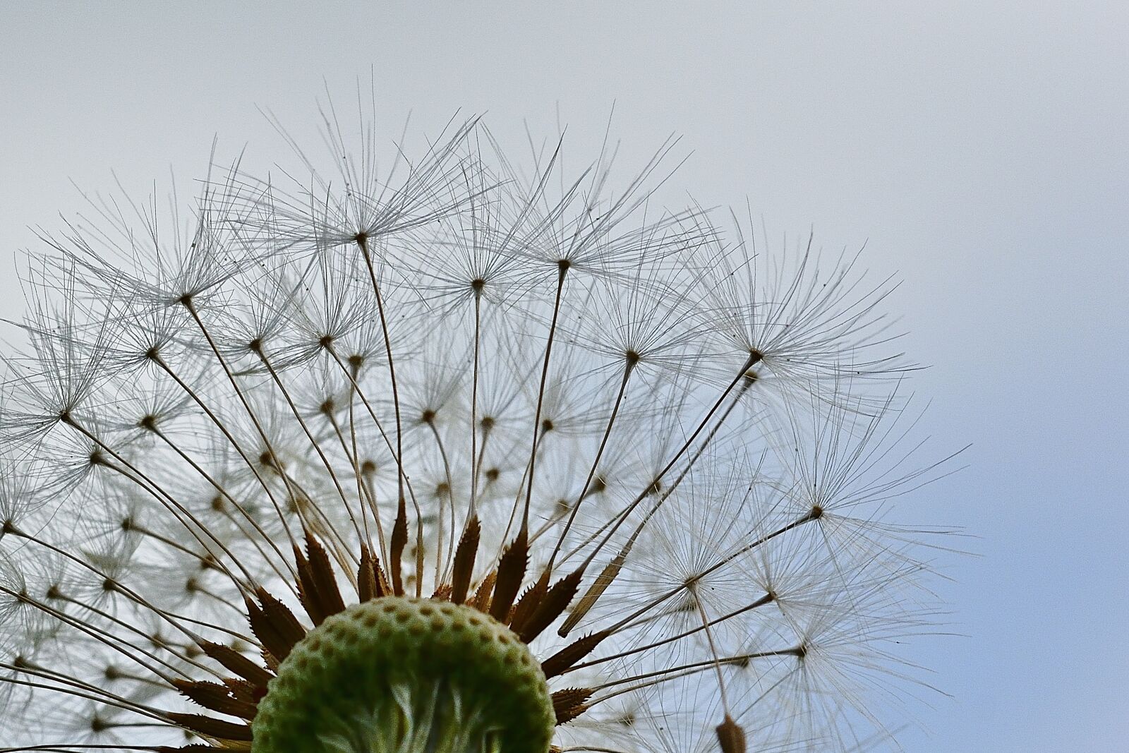 Nikon D5200 sample photo. Nature, dandelion, spring photography