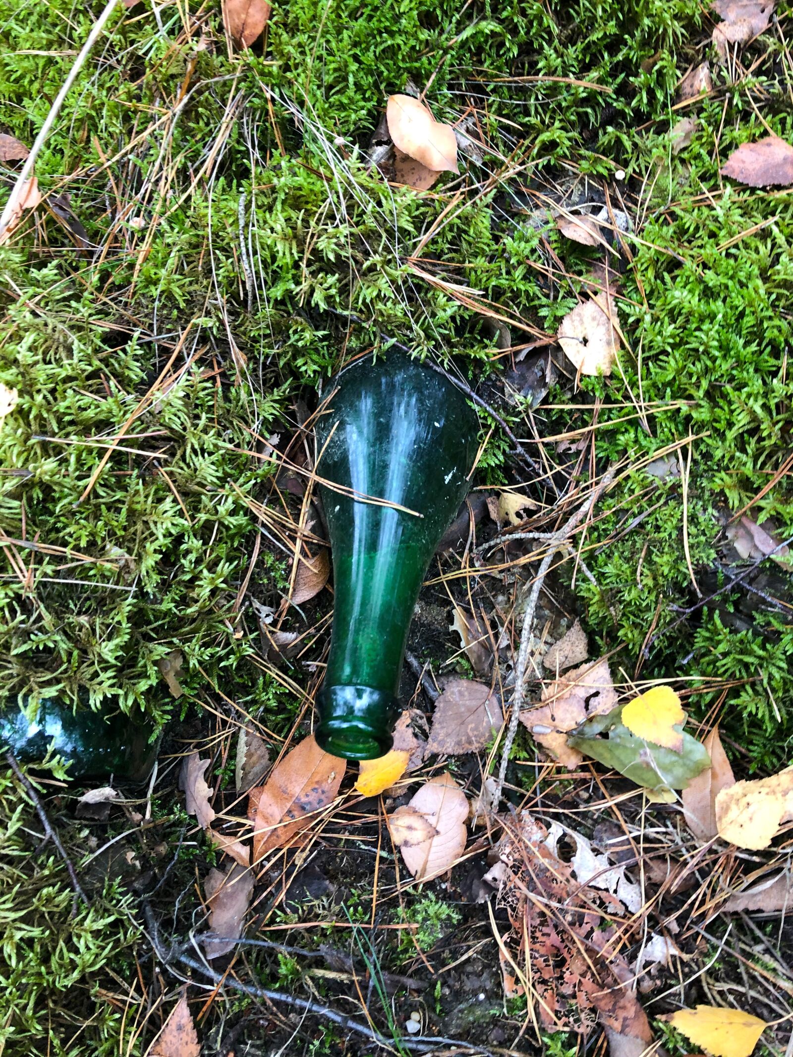 iPhone 8 back camera 3.99mm f/1.8 sample photo. Forest, garbage, bottle photography