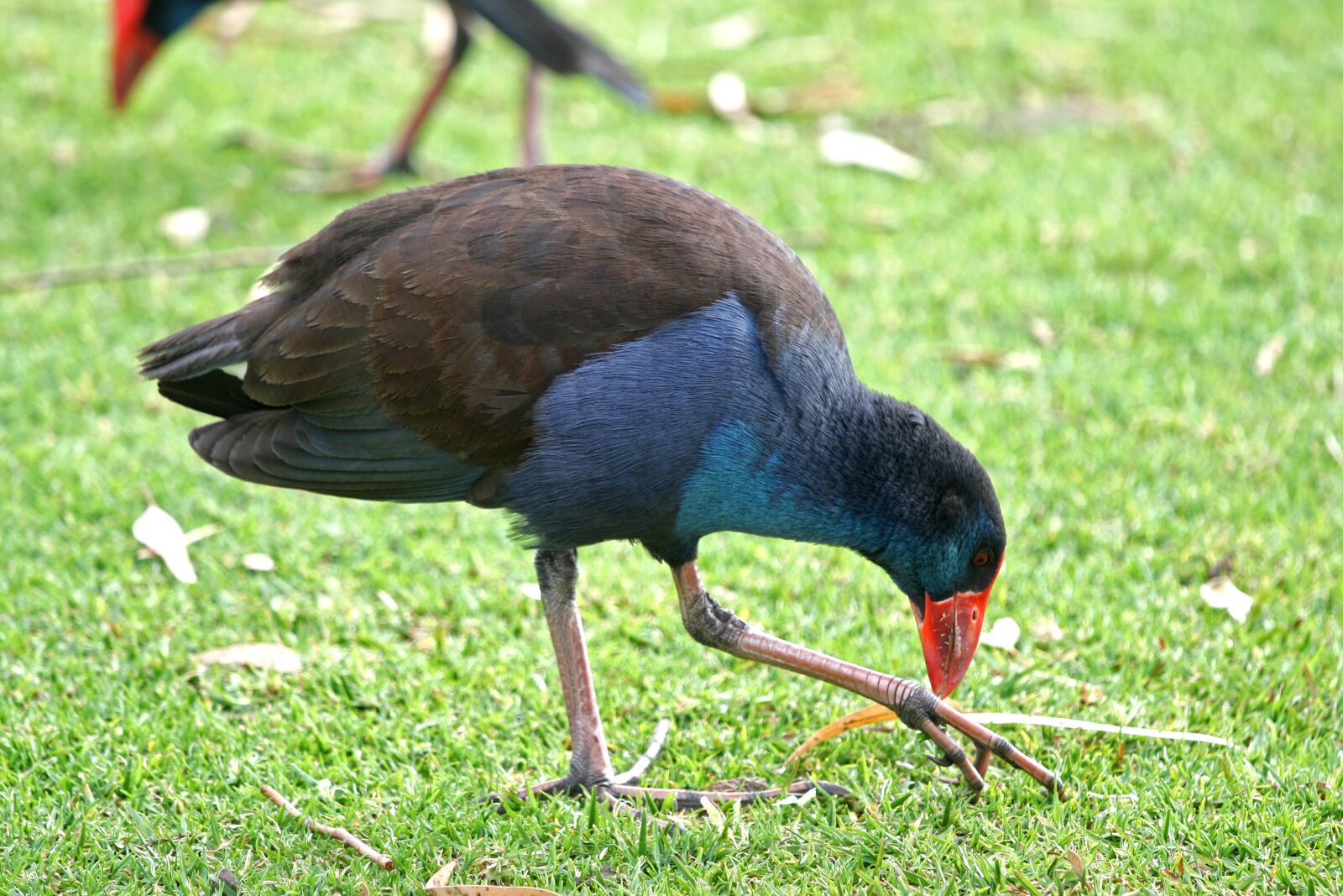 Canon EOS 400D (EOS Digital Rebel XTi / EOS Kiss Digital X) sample photo. Purple swamp-hen, bird, wildlife photography