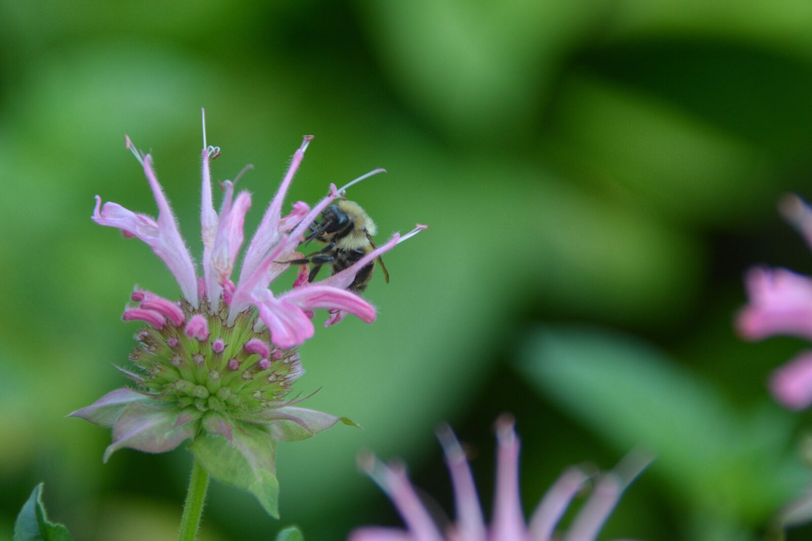 Nikon D7100 sample photo. Bee, bumblebee, summer photography