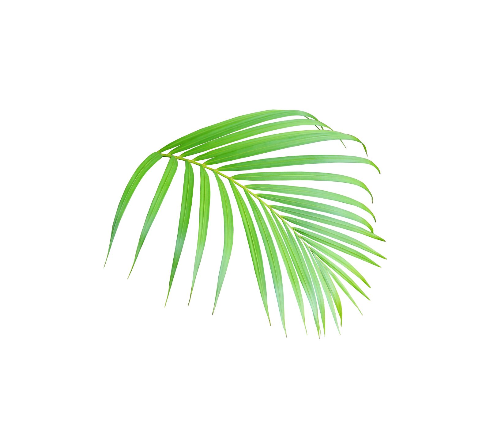 Canon EOS 700D (EOS Rebel T5i / EOS Kiss X7i) sample photo. Palm, leaf, tropical photography