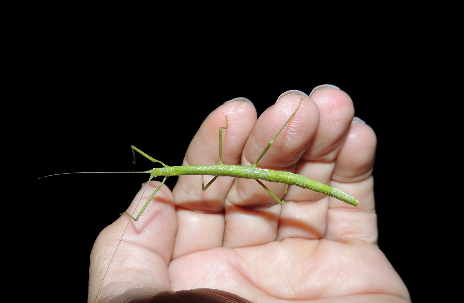Nikon Coolpix P510 sample photo. Insect, nature, stick insect photography