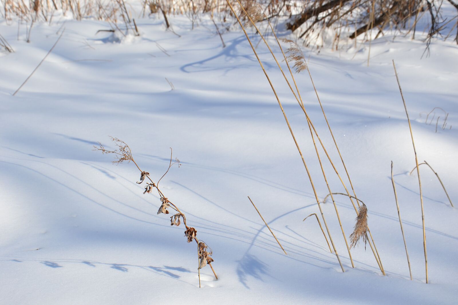 Nikon D3100 sample photo. Snow, winter, forest photography