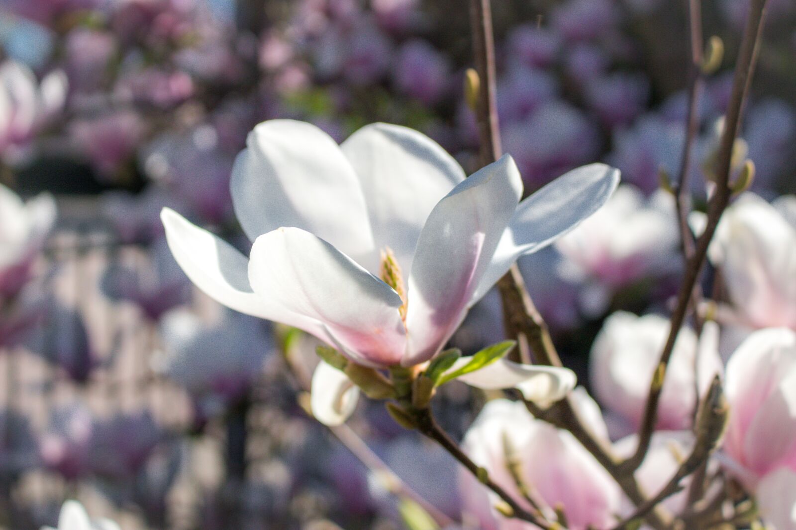 Canon EOS 100D (EOS Rebel SL1 / EOS Kiss X7) sample photo. Flower, blossom, bloom photography