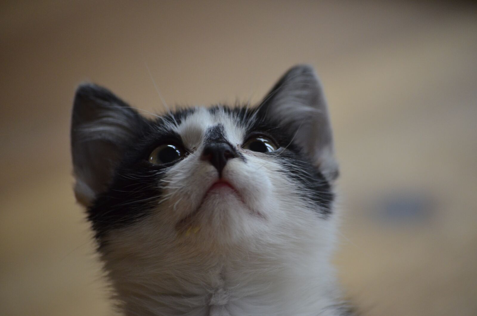 Nikon D5100 sample photo. Kitten, baby cat, small photography