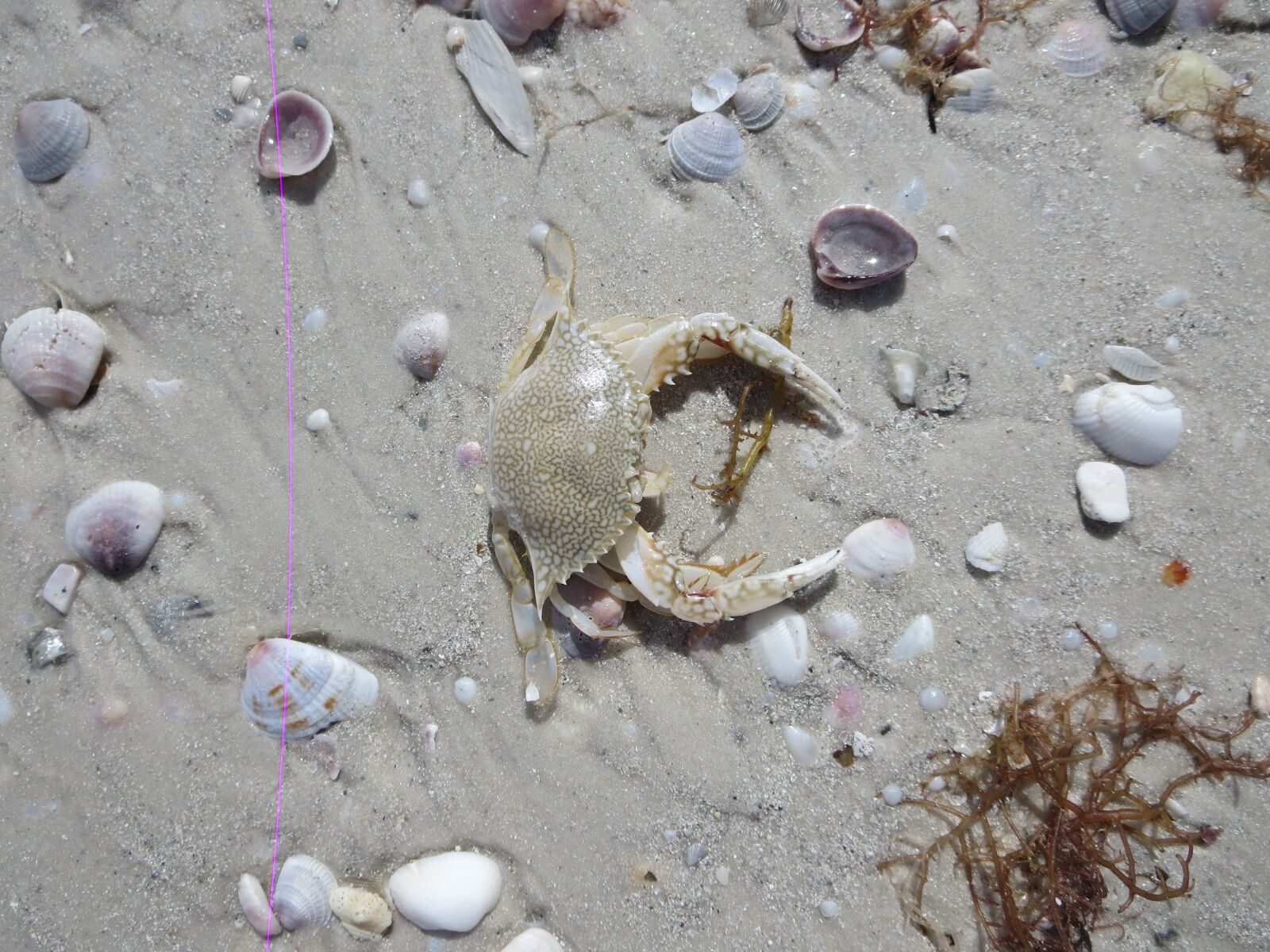 Canon PowerShot ELPH 330 HS (IXUS 255 HS / IXY 610F) sample photo. Crab, ocean, sand photography