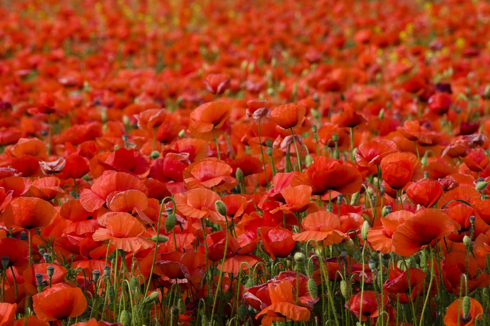 Canon EOS 40D sample photo. Flowers, poppy, red photography