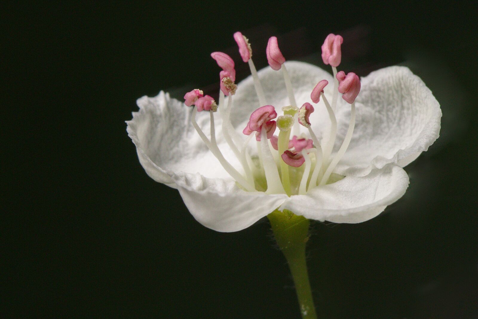 Canon EOS M5 sample photo. Wild cherry, blossom, bloom photography