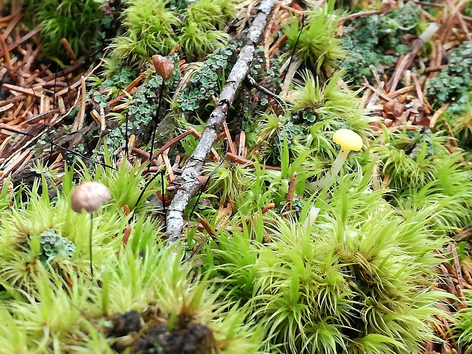 HUAWEI P9 LITE sample photo. Mushrooms, nature, biology photography