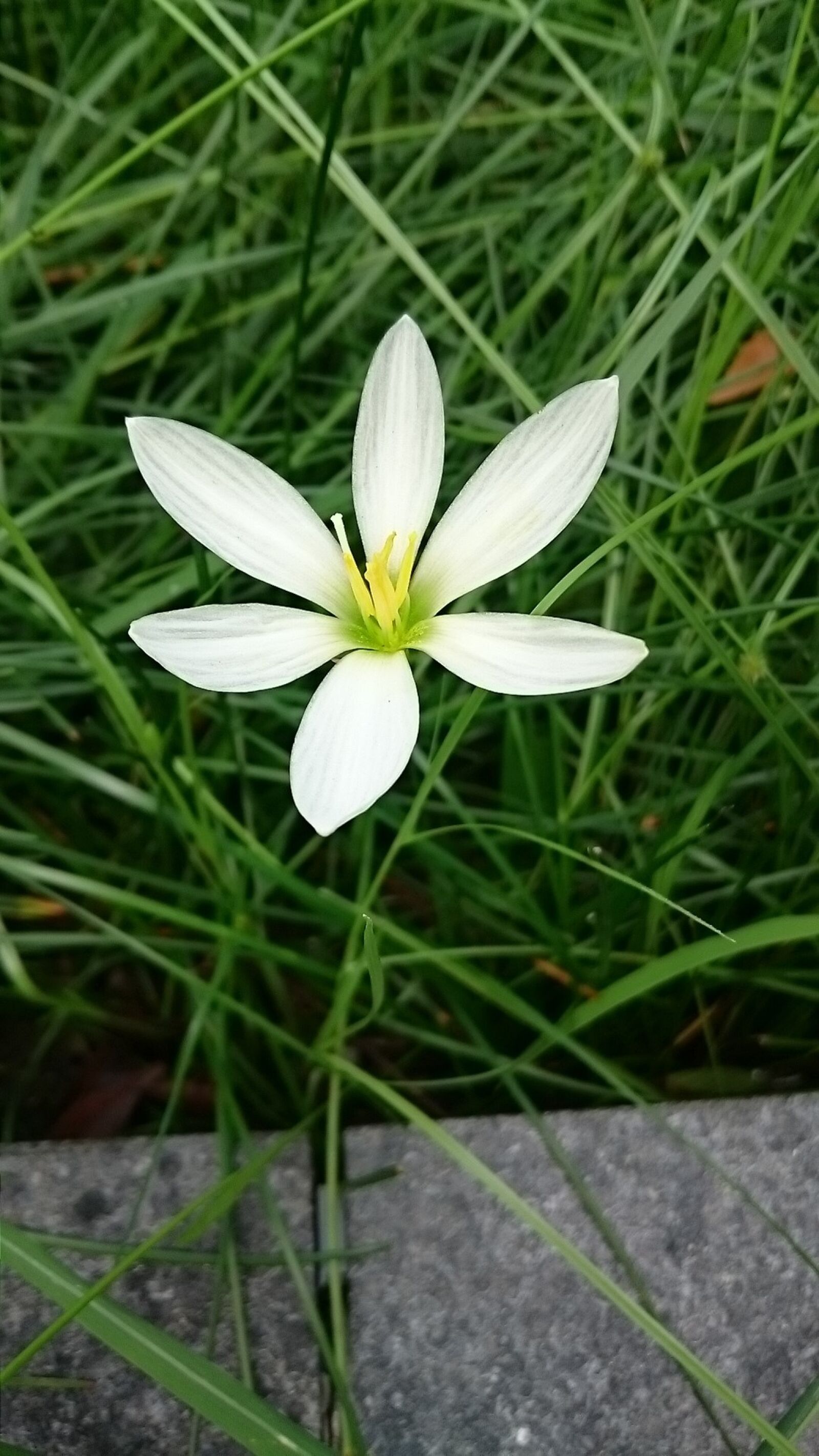 Sony Xperia Z3 sample photo. Onion blue, white flower photography